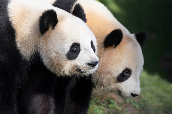 Jeu quel panda êtes-vous 2025