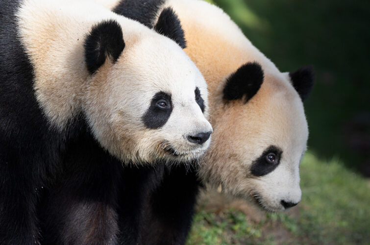 Jeu quel panda êtes-vous 2025