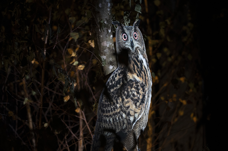Animations Halloween - MonstroZoo 2025 Maison Beauval Nature