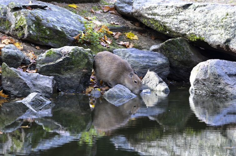 Capybara sous les feuilles d'automne