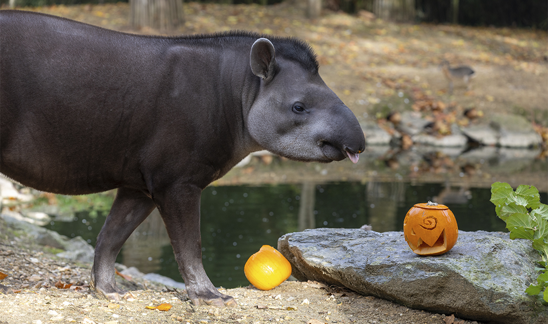 Tapir terrestre citrouille Halloween 2025 Tapir terrestre citrouille Halloween 2025