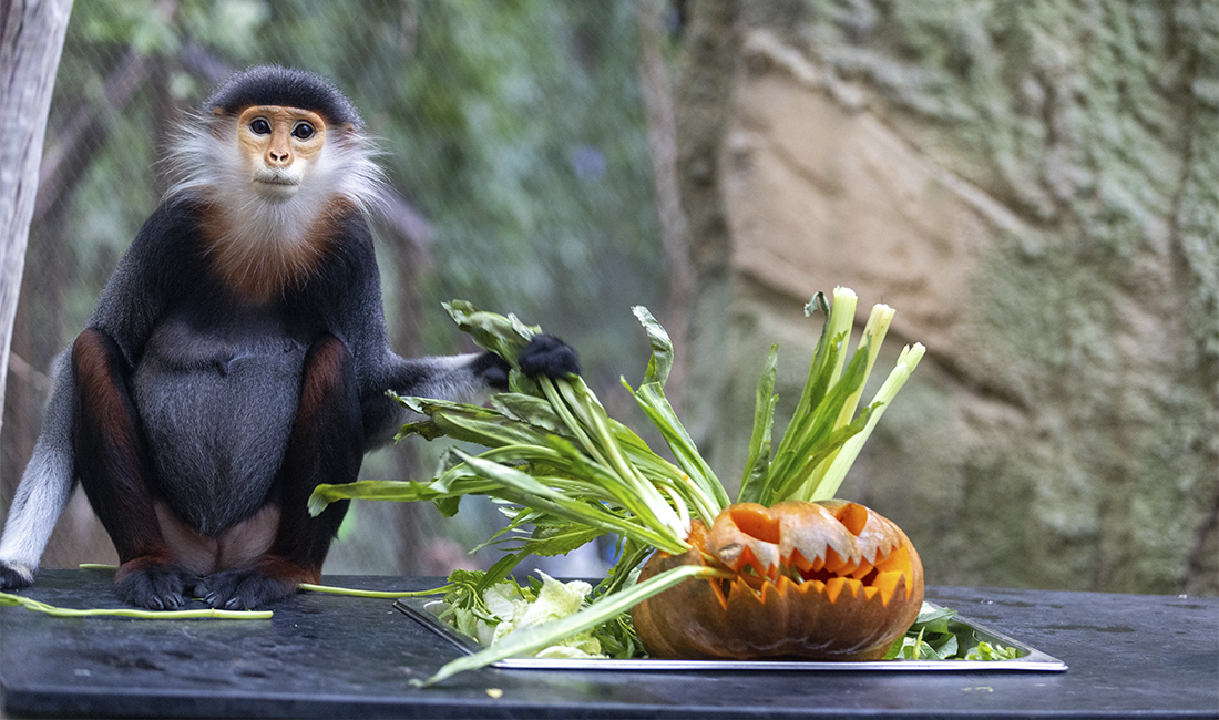 Langur de Douc citrouille Halloween 2025 Langur de Douc citrouille Halloween 2025