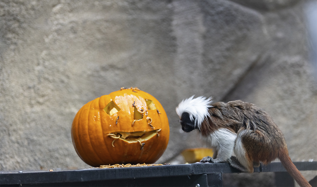 Tamarin pinché citrouille Halloween 2025 Tamarin pinché citrouille Halloween 2025