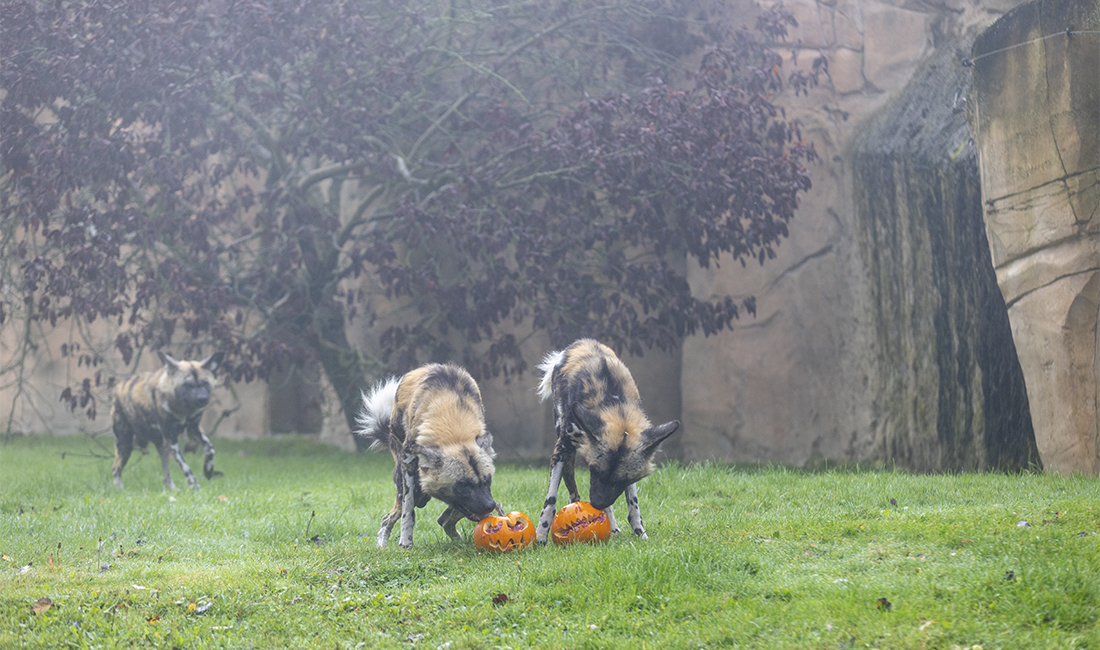 Lycaons citrouille Halloween 2025 Lycaons citrouille Halloween 2025