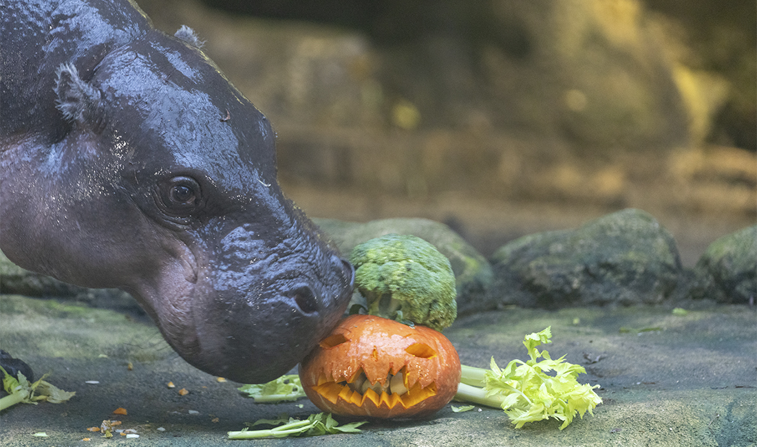 Hippopotame pygmée citrouille Halloween 2025 Hippopotame pygmée citrouille Halloween 2025