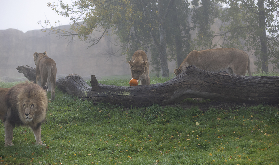 Lions d'Afrique citrouille Halloween 2025 Lions d'Afrique citrouille Halloween 2025