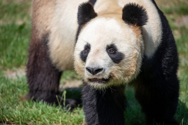 Yuan Zi - Carnet de bord départ des pandas
