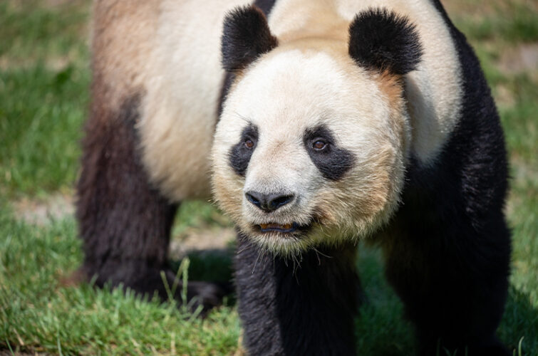 Yuan Zi - Carnet de bord départ des pandas
