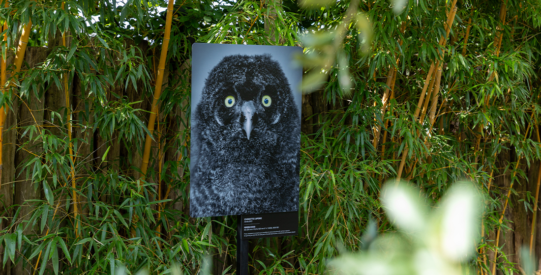 Exposition photos Daniel Chêne à Beauval