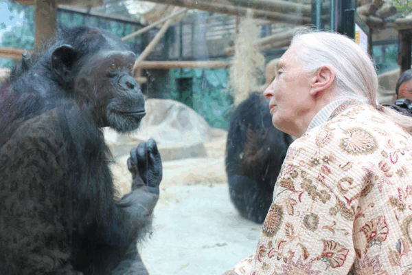Hommage à Jane Goodall - Visite chez les chimpanzés du ZooParc de Beauval