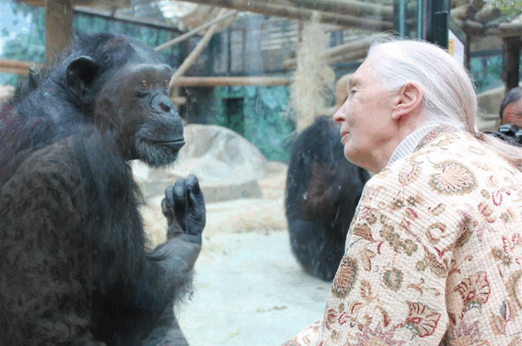 Hommage à Jane Goodall - Visite chez les chimpanzés du ZooParc de Beauval