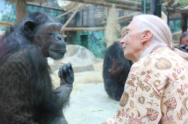 Hommage à Jane Goodall - Visite chez les chimpanzés du ZooParc de Beauval