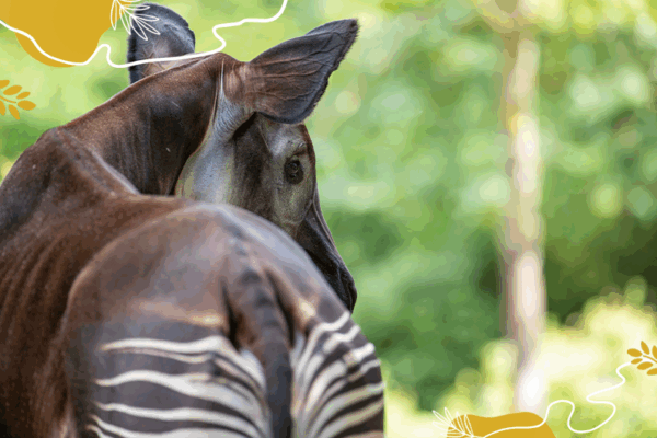 Journée mondiale okapis 2025