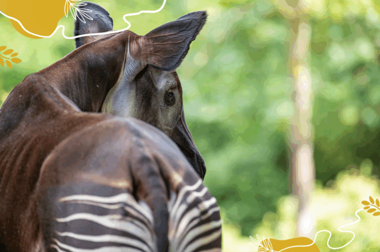 Journée mondiale okapis 2025