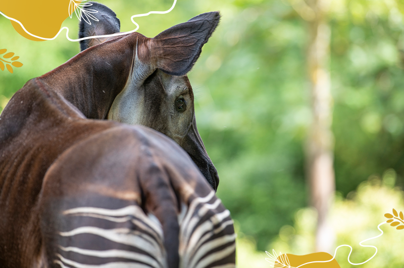 Journée mondiale okapis 2025