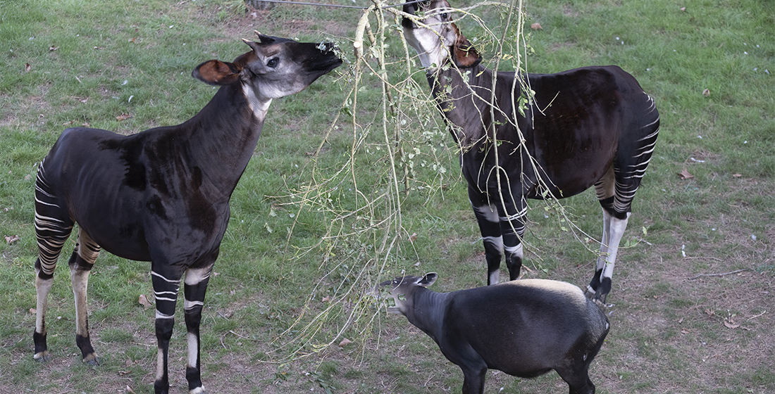 Cohabitation okapis et céphalophes à dos jaune Cohabitation okapis et céphalophes à dos jaune