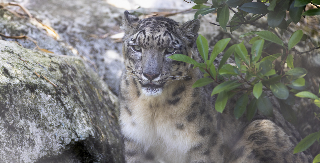 Indus, mâle panthère des neiges du ZooParc de Beauval Indus, mâle panthère des neiges du ZooParc de Beauval