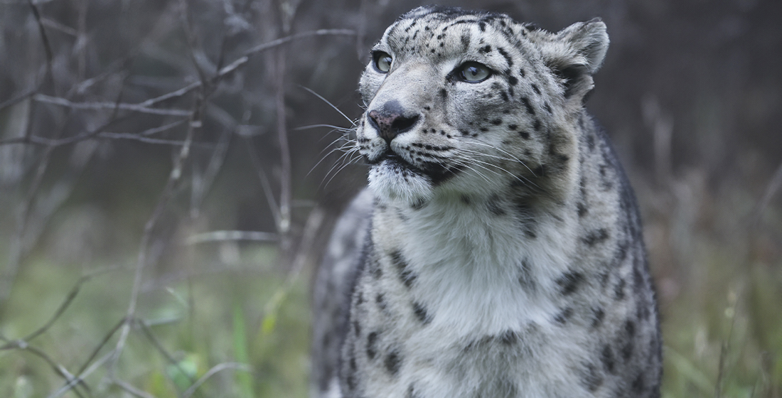 Audrey, femelle panthère des neiges du ZooParc de Beauval Audrey, femelle panthère des neiges du ZooParc de Beauval
