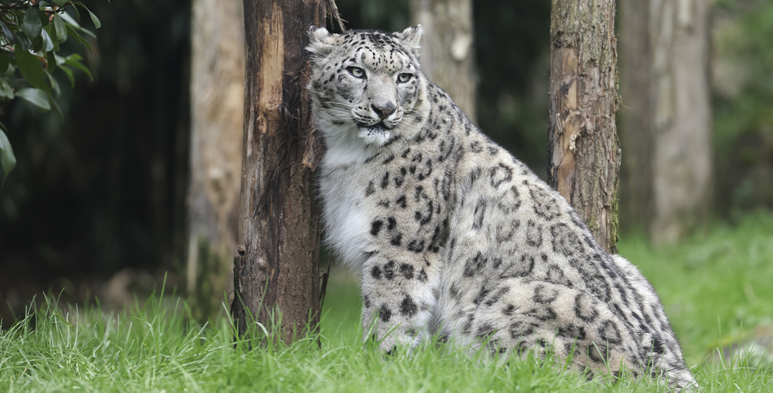Audrey, femelle panthère des neiges du ZooParc de Beauval Audrey, femelle panthère des neiges du ZooParc de Beauval