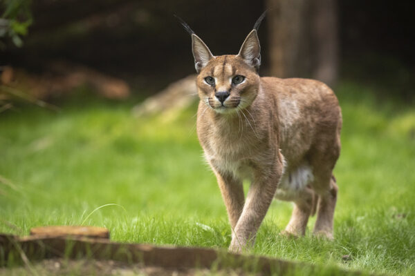 Nouveauté : parrainage caracals