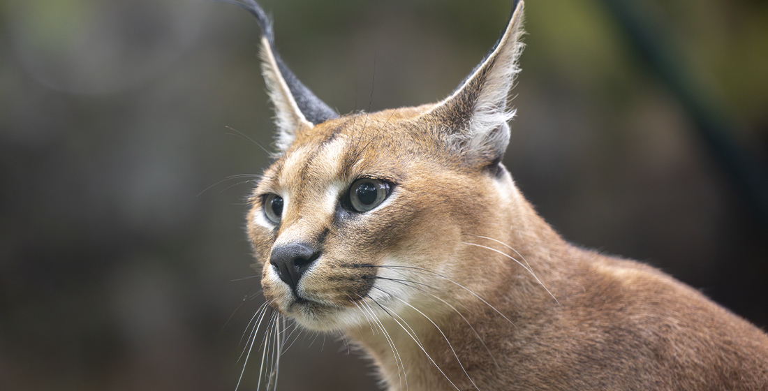 Caracal du ZooParc de Beauval Caracal du ZooParc de Beauval
