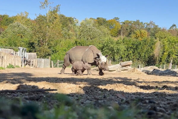 Première sortie bébé rhinocéros indien Bahïs