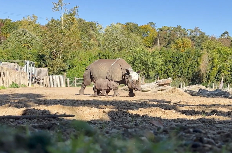Première sortie bébé rhinocéros indien Bahïs