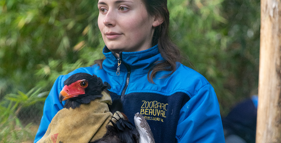 Aigle bateleur pendant sa vaccination à la grippe aviaire Aigle bateleur pendant sa vaccination à la grippe aviaire