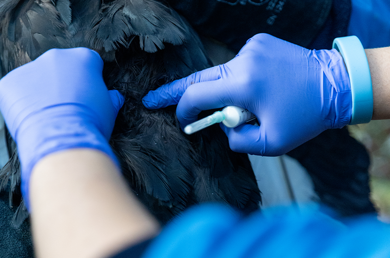 Vaccination grippe aviaire oiseaux de Beauval 2025