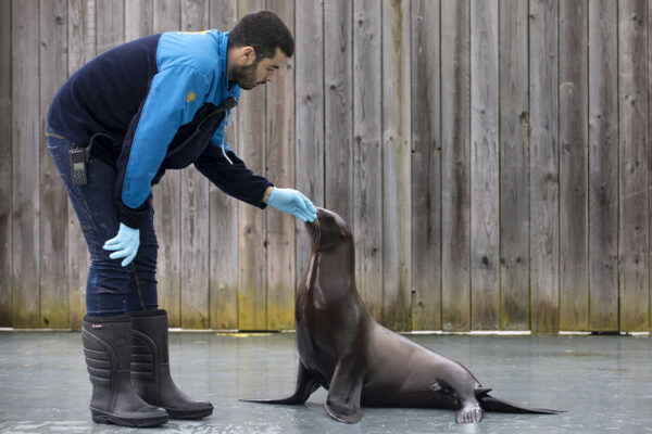 Animation Les Secrets de l’Odyssée des Lions de Mer