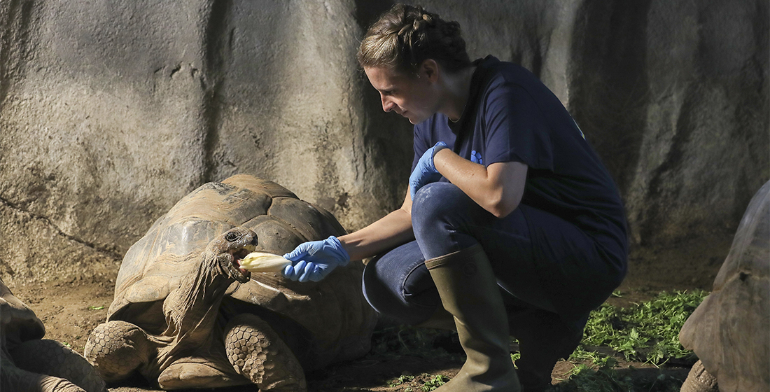 Au plus près des tortues géantes d'Aldabra
