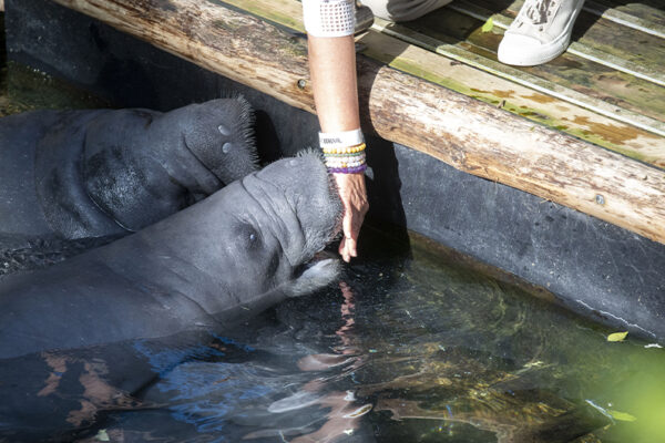 Nourrissage de lamantins des Caraïbes
