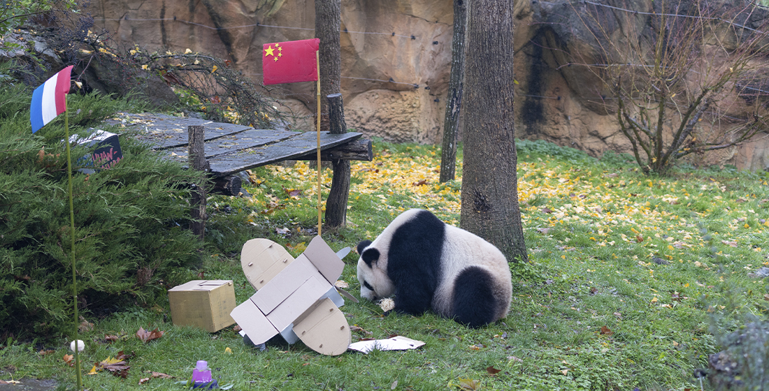Huan Huan en pleine dégustation de son goûter