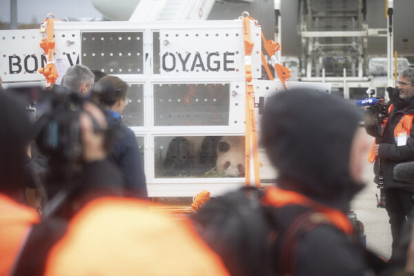 Jour J pour le départ des pandas