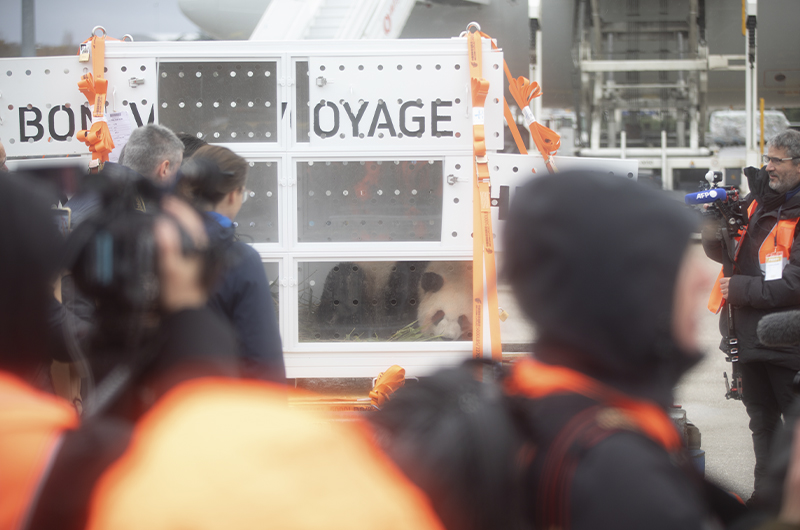 Jour J pour le départ des pandas