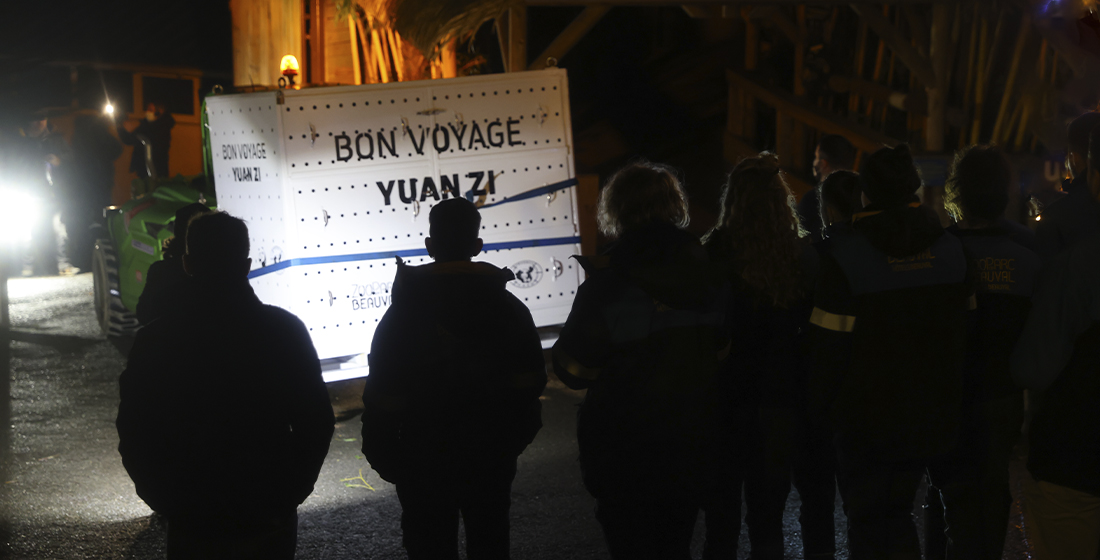 L'adieu des équipes aux pandas géants