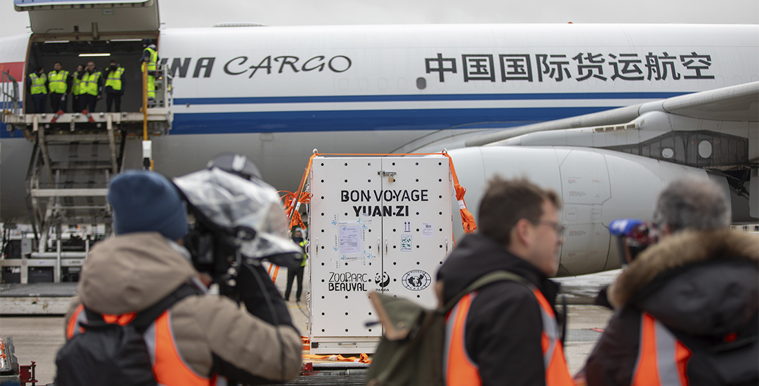 La caisse avec à l'intérieur le mâle Yuan Zi sur le tarmac