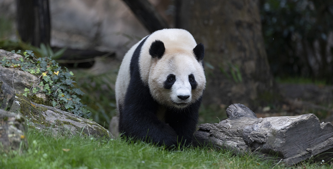 Huanlili, jumelle encore présente à Beauval