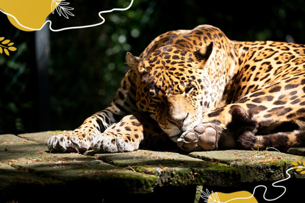 Journée mondiale jaguars 2025