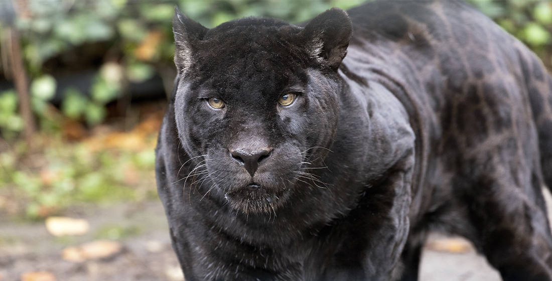 Laetitia, femelle jaguar du ZooParc de Beauval