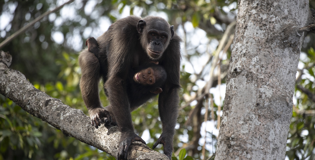 Chimpanzés du programme HELP Congo Chimpanzés du programme HELP Congo