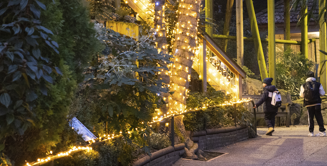 Noël à Beauval 2025 - illuminations