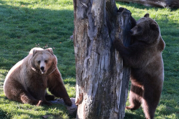 Vidéo préparation hivernation ourses novembre 2025