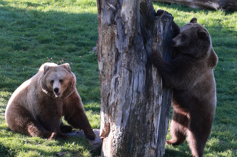 Vidéo préparation hivernation ourses novembre 2025