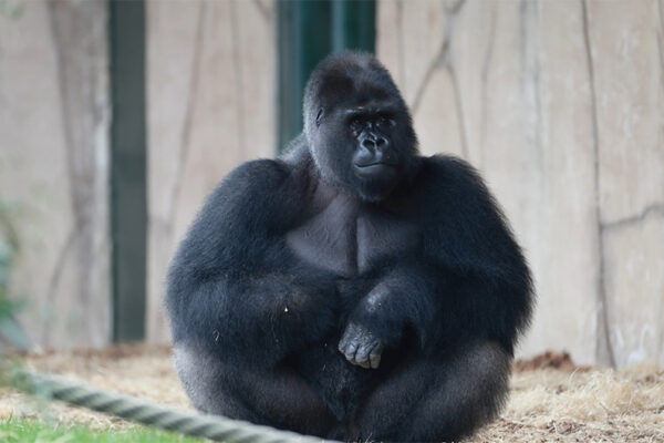 Euro, le nouveau gorille dos-argenté de Beauval
