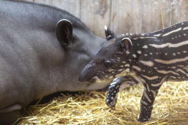 Kayapó - Naissance mâle tapir terrestre