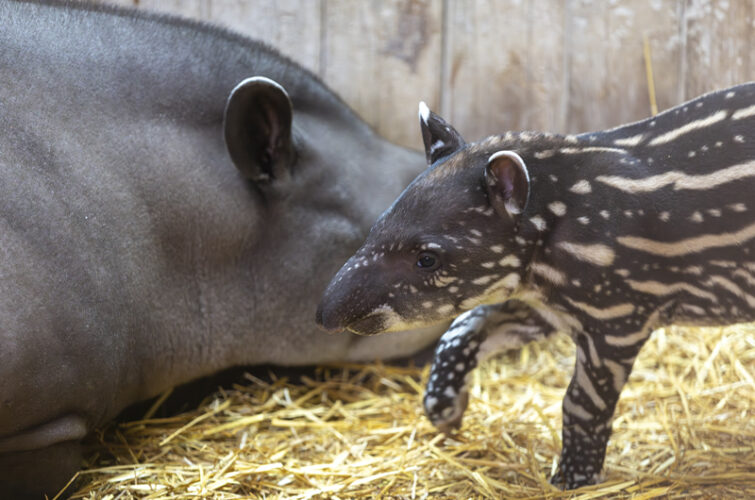 Kayapó - Naissance mâle tapir terrestre
