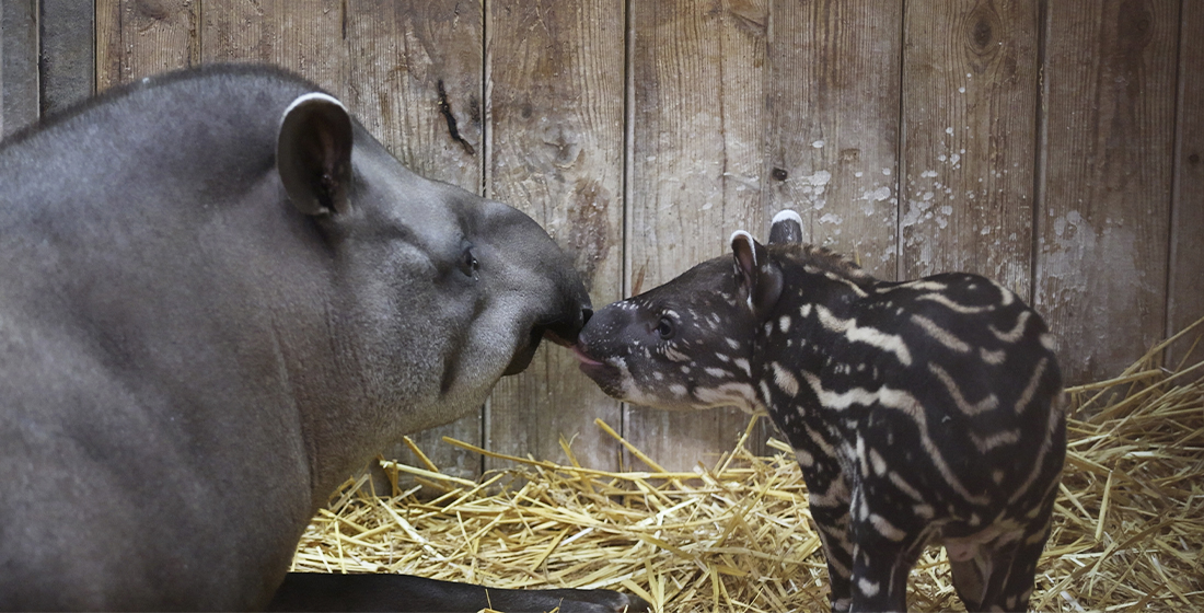 Kayapó - Naissance mâle tapir terrestre Kayapó - Naissance mâle tapir terrestre