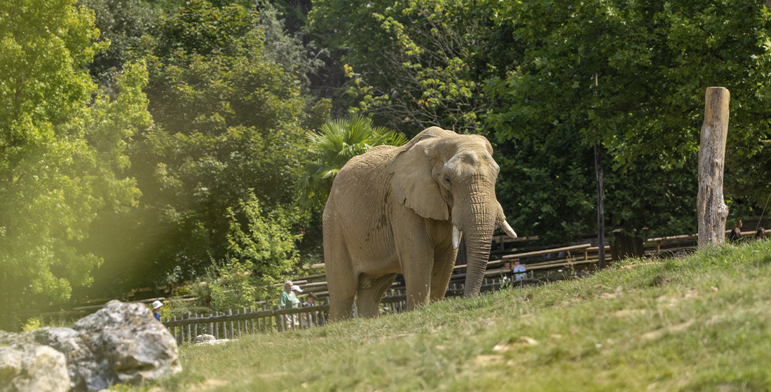 Akili, mâle éléphant