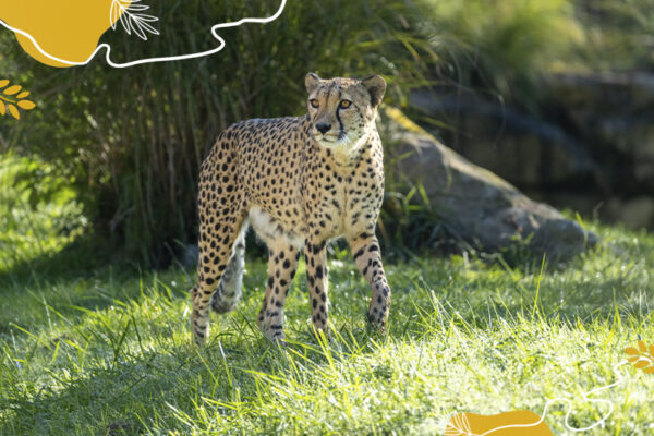 Journée mondiale du guépard 2025